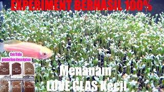Cara mudah MENANAM BIJI BENIH LOVE GRASS Aquascape