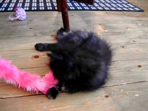 Siberian kitten Dione playing