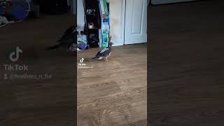 Luna the wood pigeon doing stretchy wings