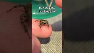 Download lagu Trying to Pet a Jumping Spider #jumper #jumpingspider #spider #cuteanimals mp3 Download lagu Trying to Pet a Jumping Spider #jumper #jumpingspider #spider #cuteanimals mp3