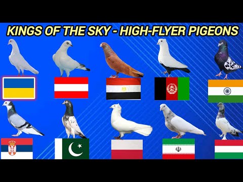 World's No.1 high-flyer pigeons | sky kings explained #highflyer 