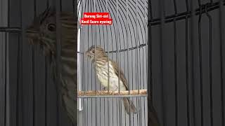 Download lagu Burung Siri-siri Kecil Gacor Mbeset Suara nyaring dan Melengking 'Masteran Burung Murai Batu' mp3