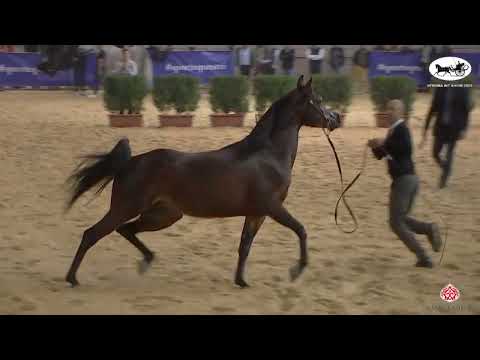 N 35 YAS BHM   VERONA 2022 International Show   Stallions 4 6 Years Old Class 9