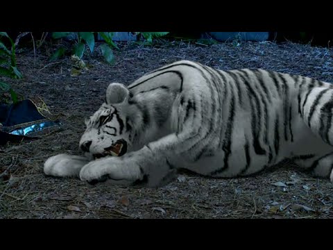 7 MANUSIA HARIMAU : Pitaloka dalam cengkraman Hangcinda