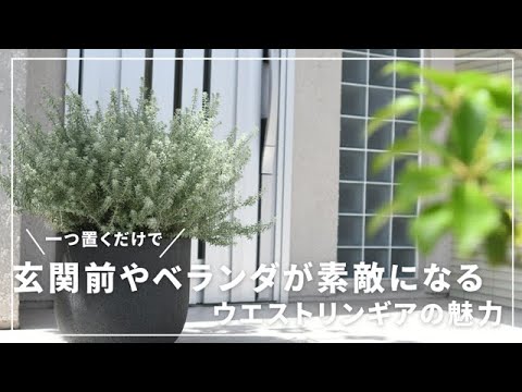 庭に最適な気候の木 トピックス