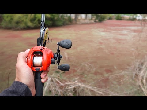 Fishing an INFESTED Pond (LOADED w/ HUGE BASS)