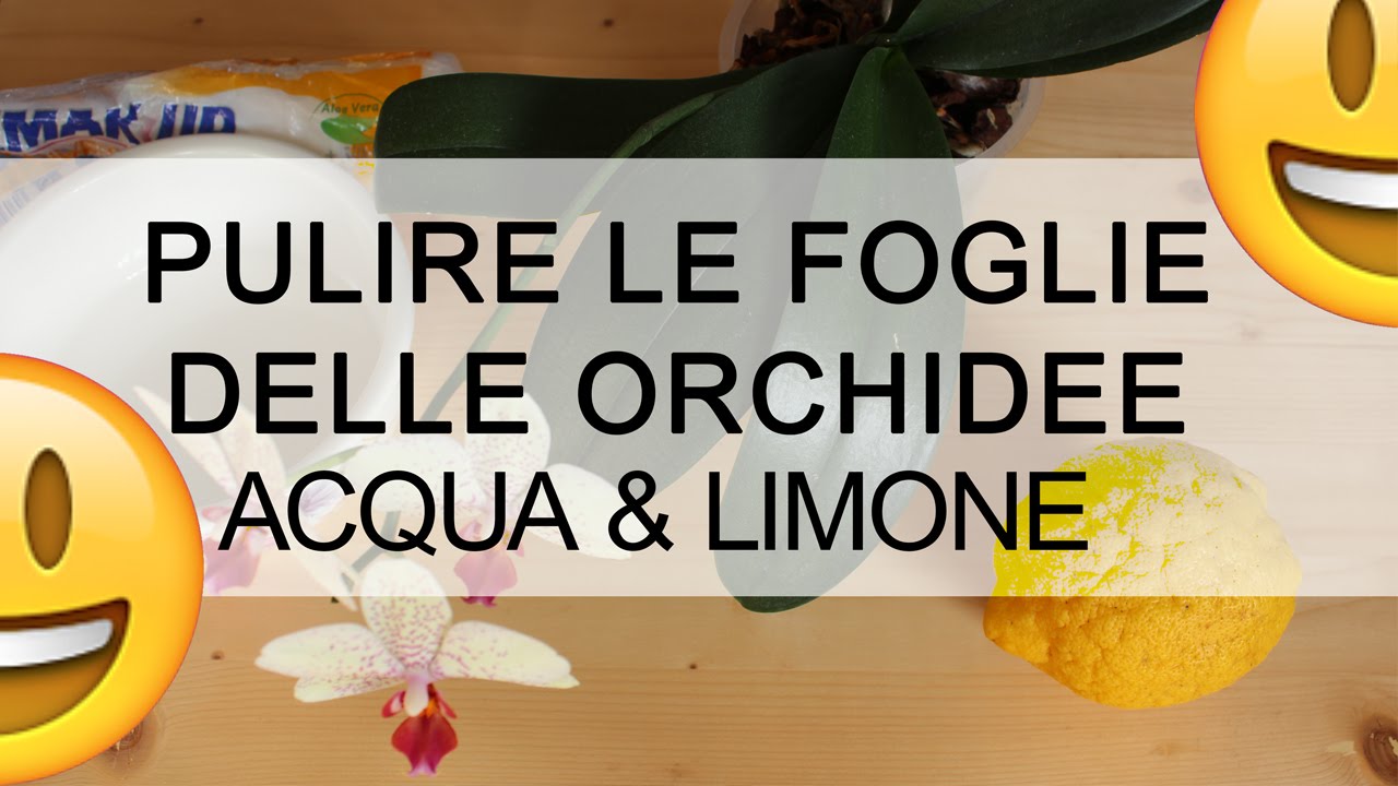 ORCHIDEA come pulire le foglie con ACQUA E LIMONE