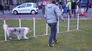 Australian Shepherd agility training