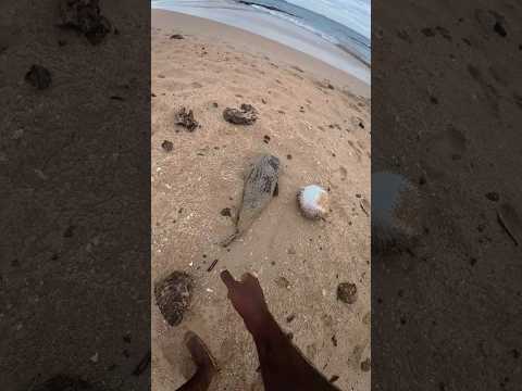 முள்ளம்பன்றி மீன் (Porcupinefish) ஆகும். #shortvideo #shortsfeed #shorts #viral #vlog #tending