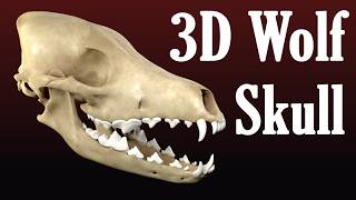 Wolf Skull (3D Modeling)