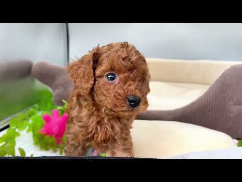 子犬の動画