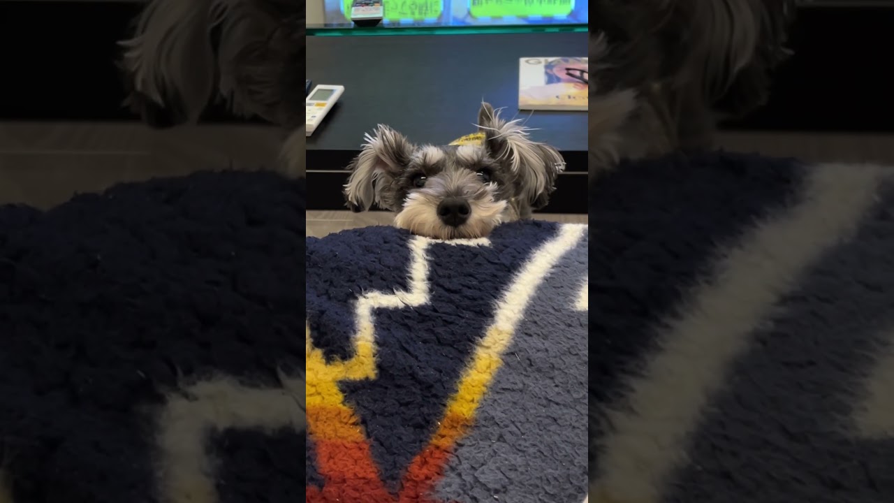 あご乗せしたらおやつ貰えるの分かってます🐶 #子犬 #puppy #癒し #shorts #あごのせ