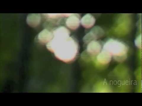 Fununcan 2011 - A Nogueira