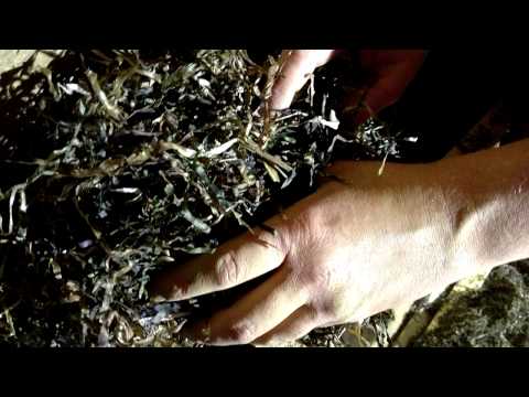 Seegras Naturdämmstoff aus der Ostsee