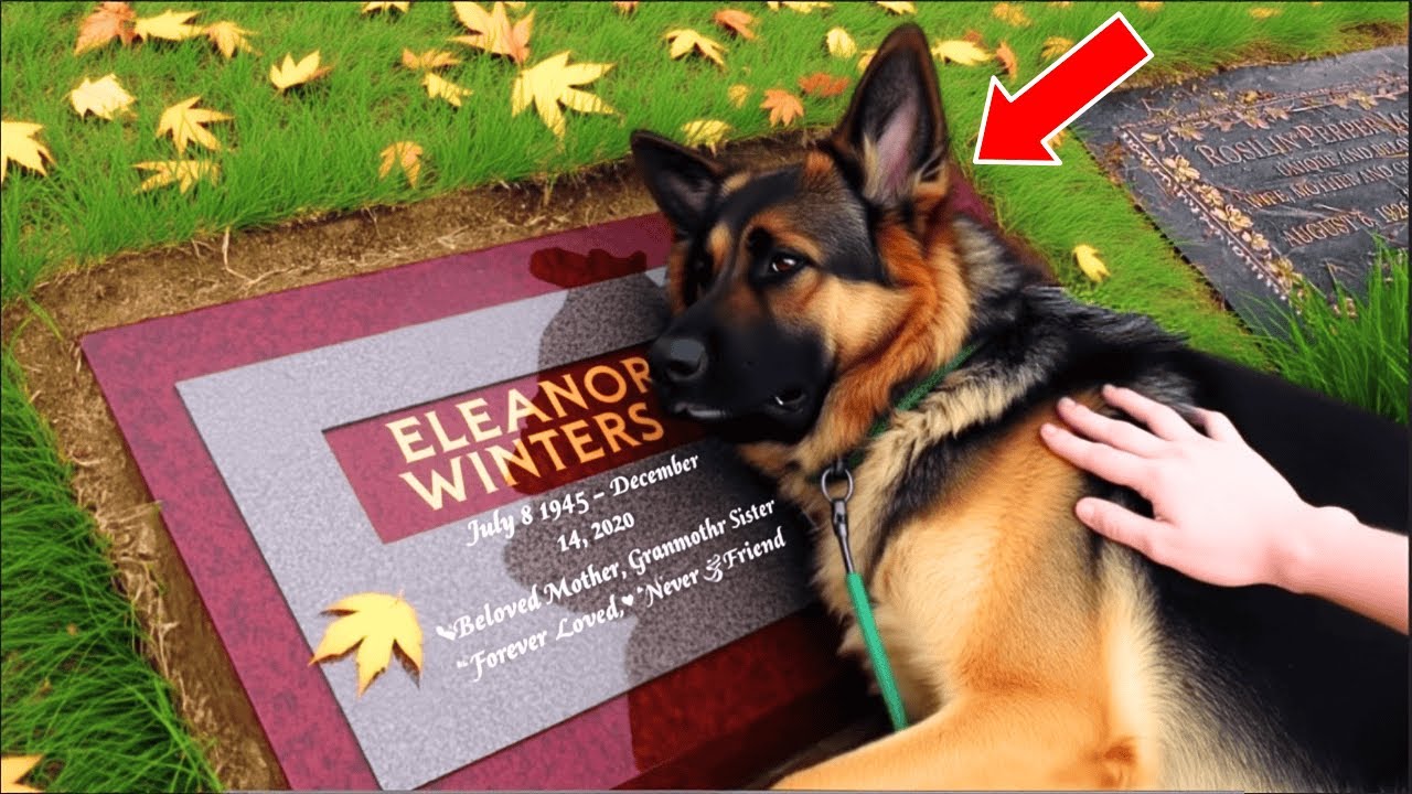 Dog Was All The Time At His Owner's Grave, Until One Day They Found Out Why.