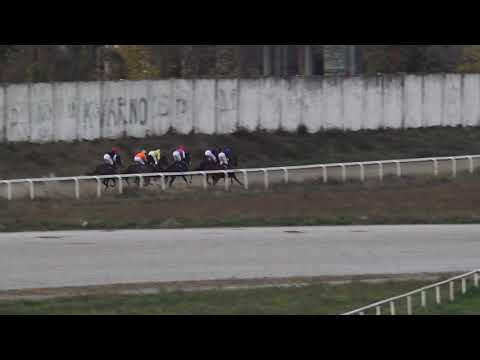 31.10.2021 Trka V - ZAIN POINT Beogradski hipodrom