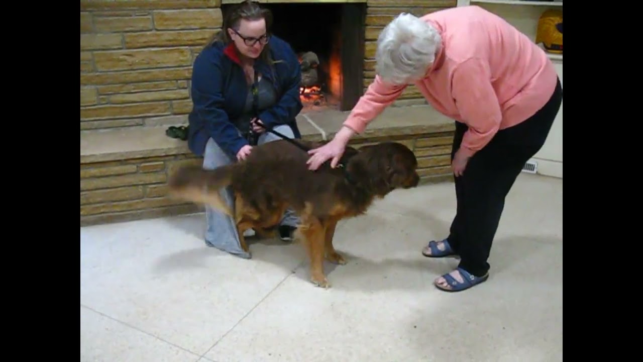 Carmen, an adopted mixed breed in White Plains, NY video 5/5