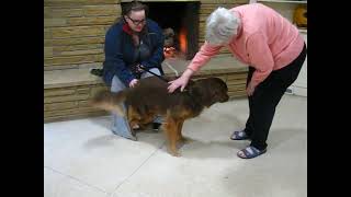 Video preview image #1 Golden Retriever-Unknown Mix Puppy For Sale in Germanton, TN, USA