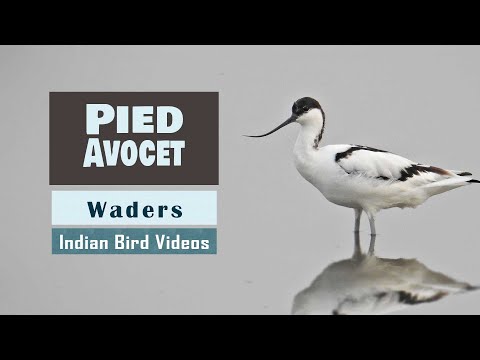 Avoceta bocianovitá (Recurvirostra avosetta) — pohyb zahnutým zobákom pri love