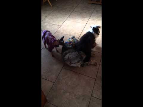 Christmas '13 Zane,Macho & Nekkie Minaj