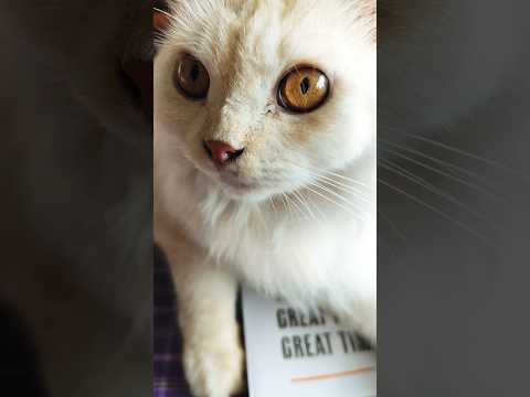 Cute cat💕💕❤️❤️❣️❣️ #cat #sharmi #foryou #shortsvideo #funnysong #love #song