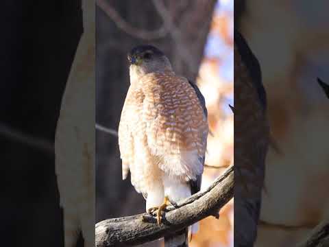 , title : 'Ever wonder what a Coopers Hawk sounds like? #Shorts'