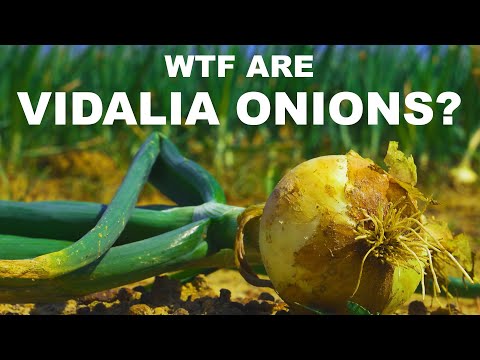 Why are sweet onions sweet? Can you really eat Vidalia onions like apples?