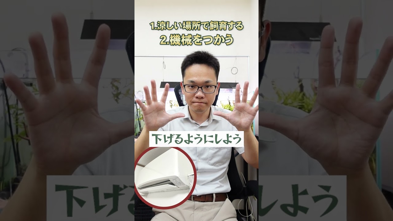 金魚を夏の水温から守るために今すぐ見るべき動画 #アクアリウム #金魚