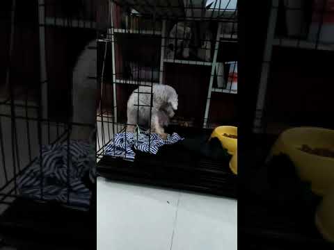 น้องหมาน่ารักแอบแย่งกรงน้องแมวที่มัวออกไปเล่นข้างนอก  55555   I เจ้าแมวจอมซน @ Thanika chanel