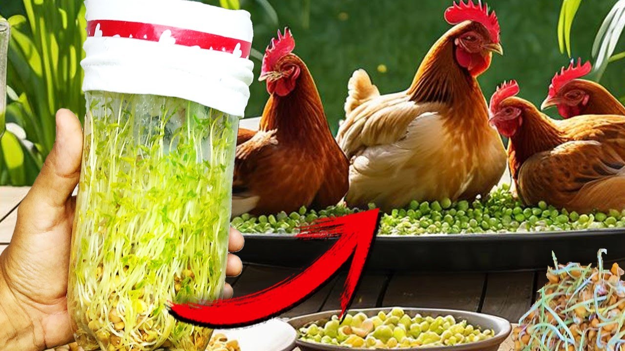 Haga Brotes de Semillas en 3 Días Para Gallinas, las Enloquece. Delicioso, fácil y económico cosecha