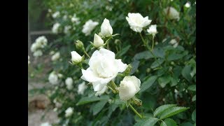 존경과 순결의 상징 백장미 흰장미 White Rose 薔薇 / Roses