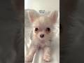 What does my teacup Chihuahua eat in a day? 🐾❤️