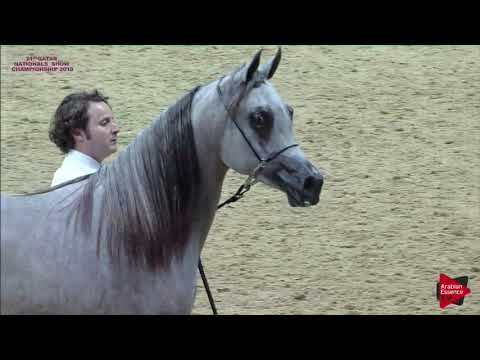 N 96 SABREEN AL SHAQAB   21st Qatar National 2018   Yearling Fillies Class 3C