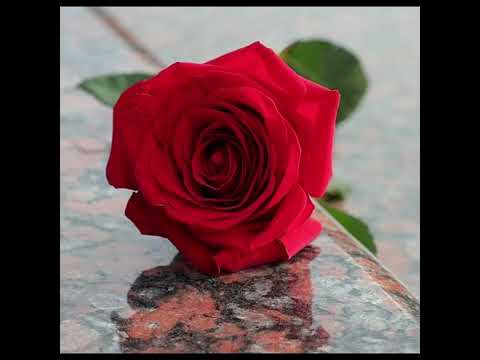 Róża była czerwona  (Die Rose war rot  Ruusu on punainen) Jerzy Połomski