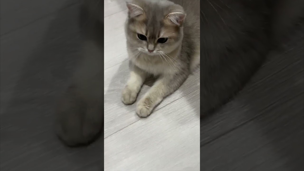 ヌシにだる絡みされたけど大人な対応してくれる猫#shorts #あさぎ #てきと #猫 #cat