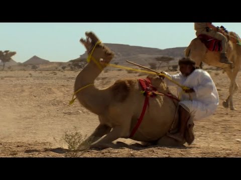 Trying To Ride A Crazy Camel - Ben & James Versus The Arabian Desert - BBC