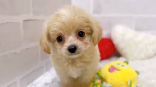 ハーフ犬の動画01