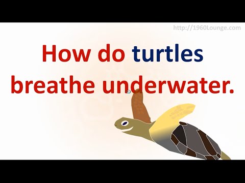 YouTube video about: How do snapping turtles breathe?