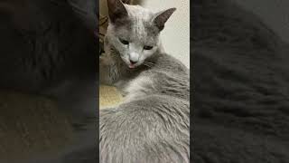 ネネちゃんが舌しまい忘れてる
