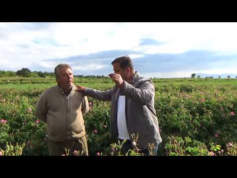 Keçiborlu Yeşilyurt - Gül Nasıl Yetiştirilir - Gül  Bahçesi  Gübreleme - Verimlilik - Gül Bahçesi