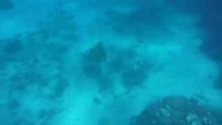 Turtle swimming off Lifou - New Caledonia - Geoff Crook - 22 March 2015