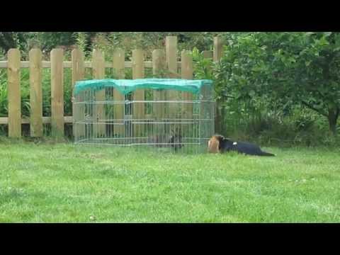 Hierkomen voor gevorderden