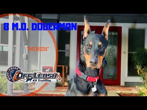 8 MO DOBERMAN 'MOSIN' TWO WEEK BOARD AND TRAIN PROGRAM W/JANESSA