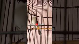 Download lagu Kutilang Gacor Full ISIAN  #shortvideo #subscribe mp3