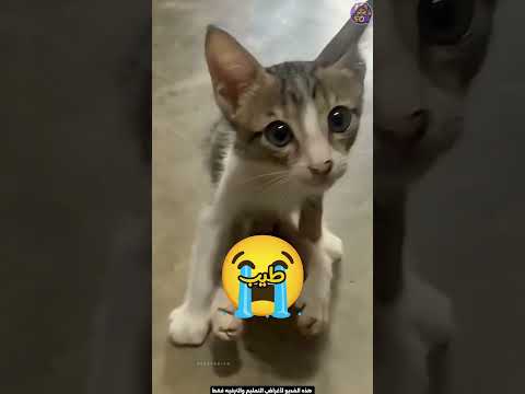 البالونة اللي حيّرت الكل في المطار طلعت مش حقيقية! 😱🎈#shorts