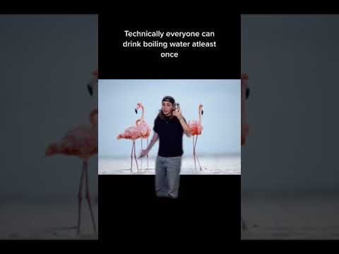 Animal Facts 🦩🐝🐬 w OnlyJayus - #Shorts