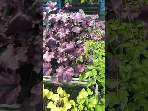 фото гейхеры, гейхереллы, тиареллы. саженцы от 25 руб. цветная листва 0