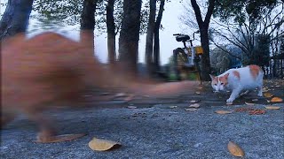 The cat realizes he's surrounded