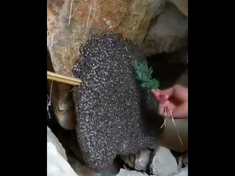 Пчеловодство. Вы не поверите!!!!Супер-эко новая технология пчеловождения без вложений !!!!