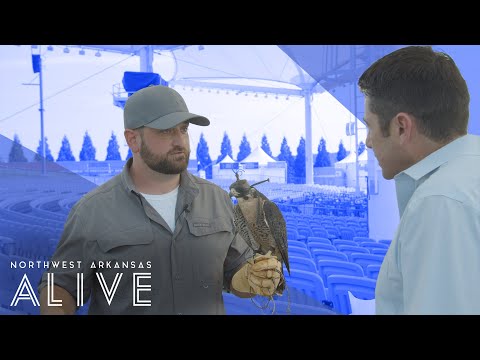The Hawk and Falcon Team Keeping the Walmart AMP Clean | The Falconer | Northwest Arkansas